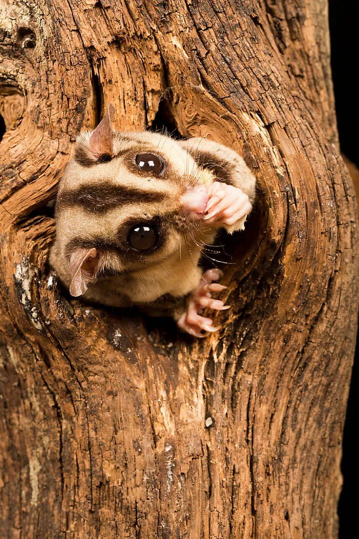 Sugar Glider