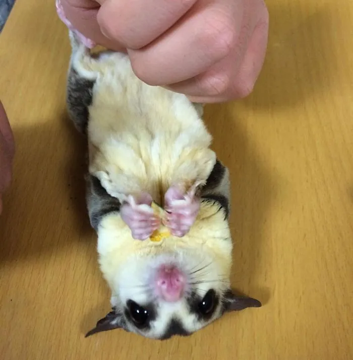 Sugar Glider Eating