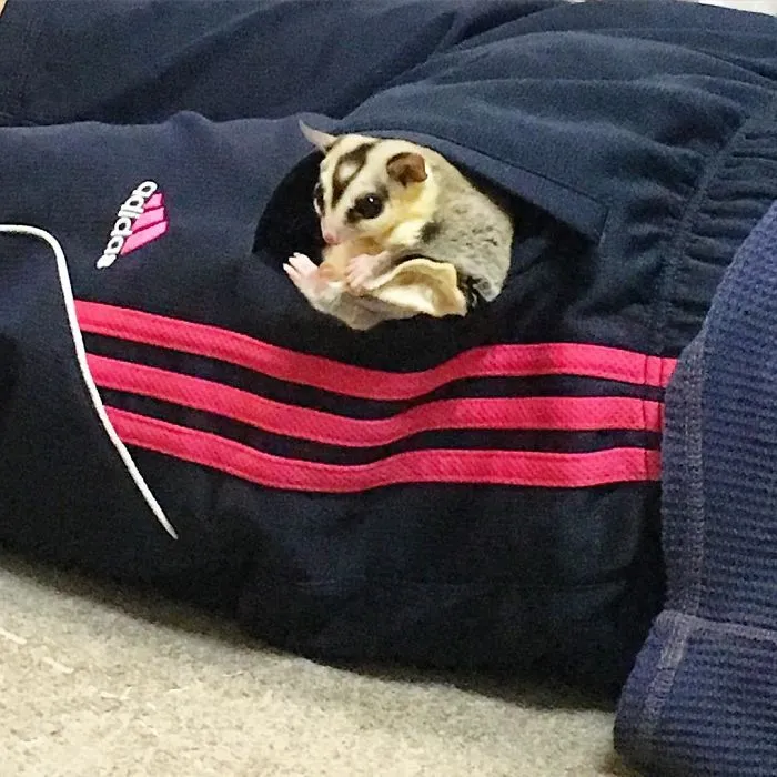 Sugar Glider