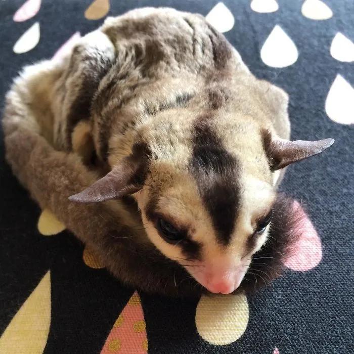 Sugar Glider