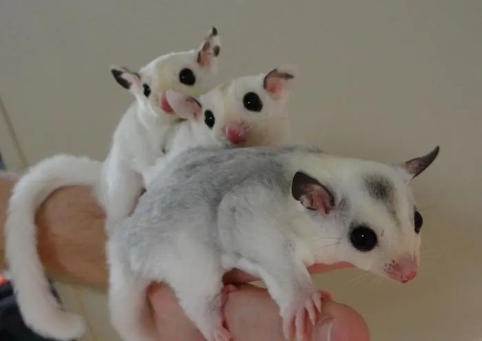 All Cute