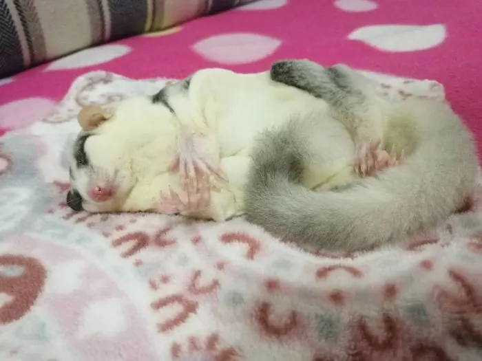 Sugar Glider