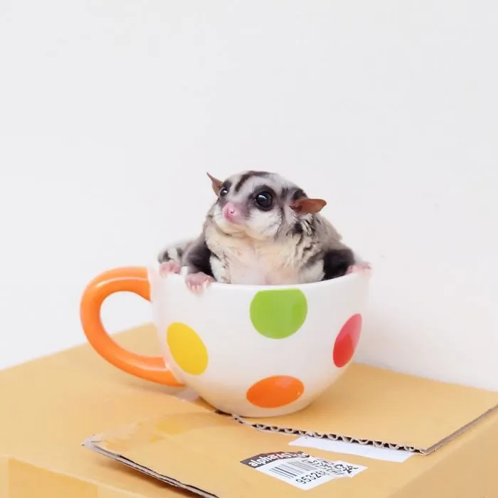 Sugar Glider