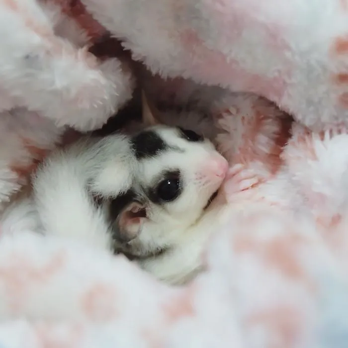 Sugar Glider
