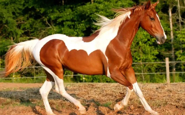 14+ Top Most Expensive Horse Breed