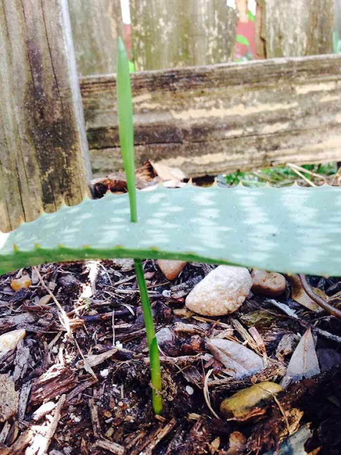 This Grass Grew Right Through My Aloe