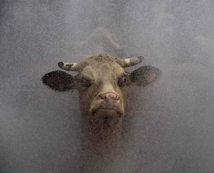 Grumpy Cow