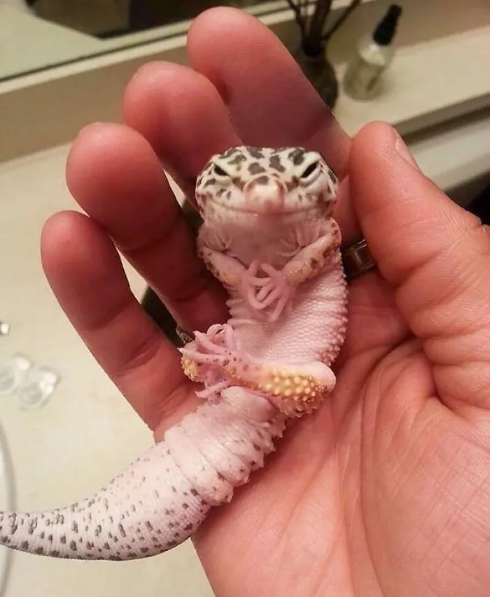 "The Same Thing We Do Every Night Pinky"