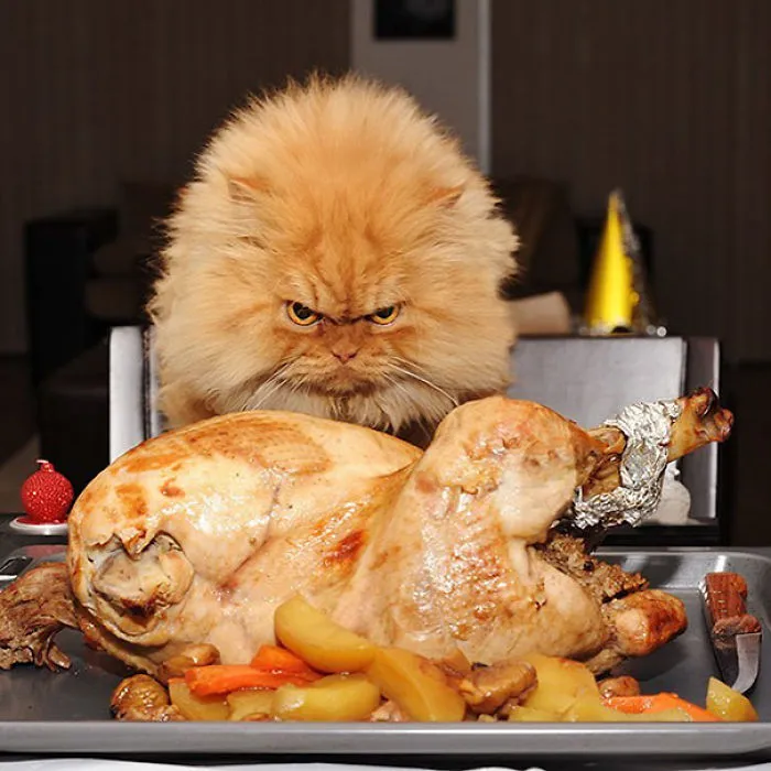 Meet Garfi, The World’s Angriest Cat