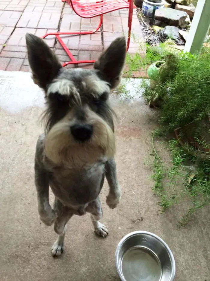 Human, My Bowl Is Empty