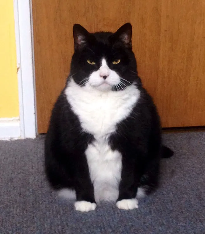 I Think My Girlfriend'a Cat Is Plotting My Death