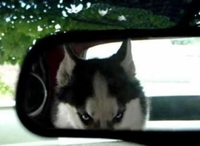 Just Keep Driving Human