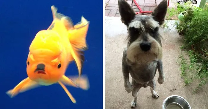 128 Of The Angriest Animals Ever That You Wouldn't Want To Meet In Your Way