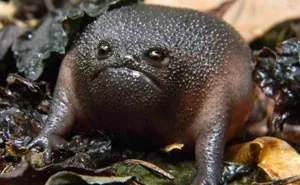 128 Of The Angriest Animals Ever That You Wouldn't Want To Meet In Your Way