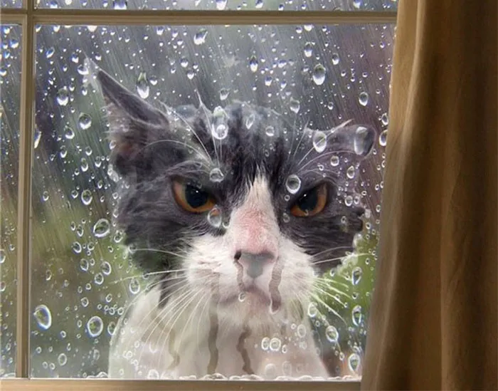 36 Of The Word's Angriest Cats Ever Who Have Had Enough Of Your BS