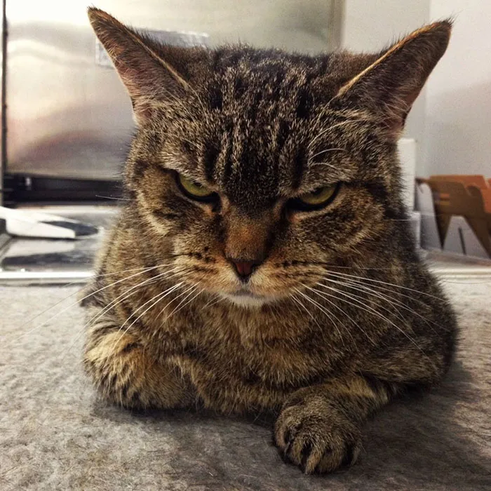 36 Of The Word's Angriest Cats Ever Who Have Had Enough Of Your BS