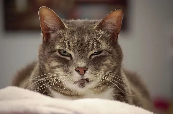 36 Of The Word's Angriest Cats Ever Who Have Had Enough Of Your BS
