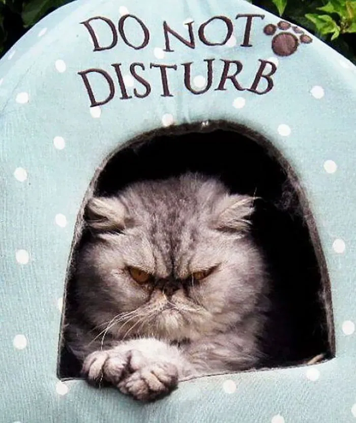 36 Of The Word's Angriest Cats Ever Who Have Had Enough Of Your BS