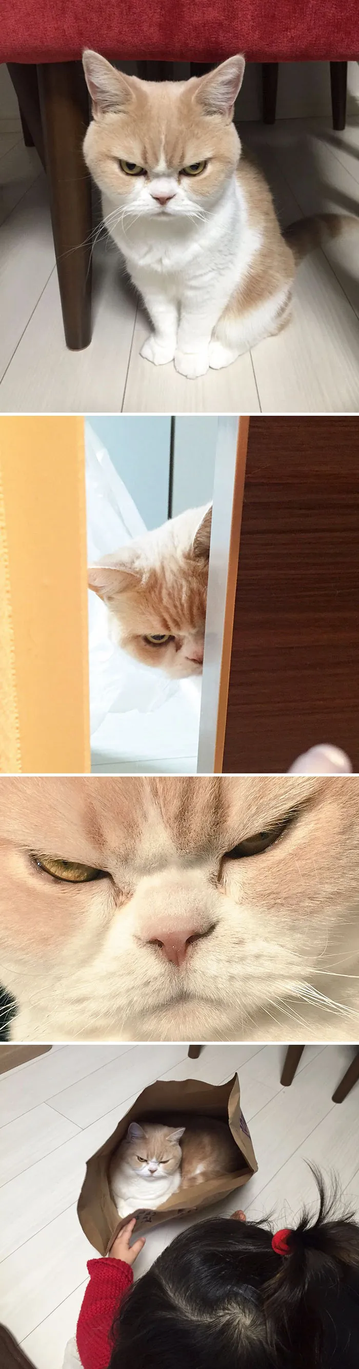 36 Of The Word's Angriest Cats Ever Who Have Had Enough Of Your BS