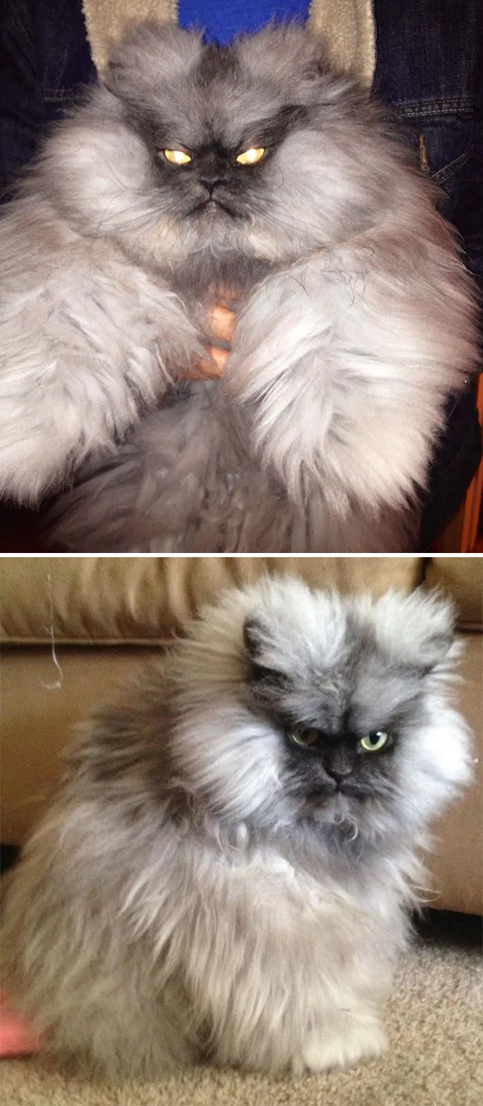 36 Of The Word's Angriest Cats Ever Who Have Had Enough Of Your BS