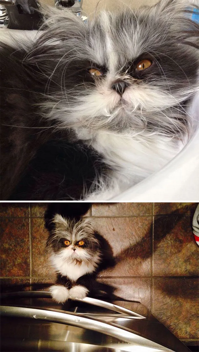 36 Of The Word's Angriest Cats Ever Who Have Had Enough Of Your BS