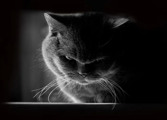 36 Of The Word's Angriest Cats Ever Who Have Had Enough Of Your BS