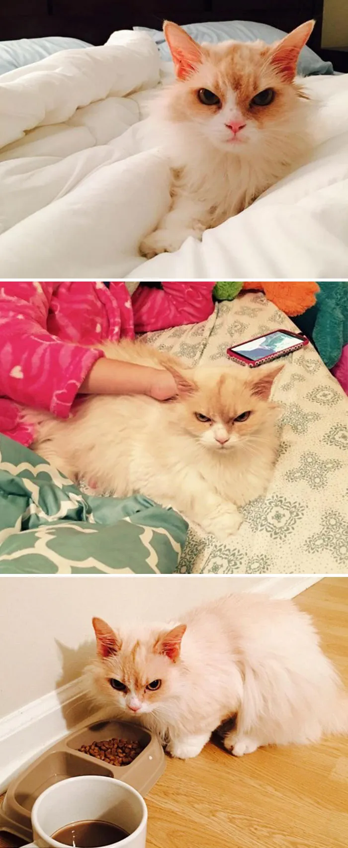 36 Of The Word's Angriest Cats Ever Who Have Had Enough Of Your BS