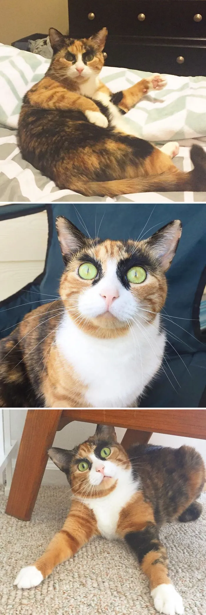 36 Of The Word's Angriest Cats Ever Who Have Had Enough Of Your BS