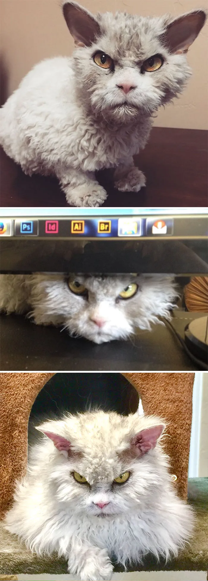36 Of The Word's Angriest Cats Ever Who Have Had Enough Of Your BS