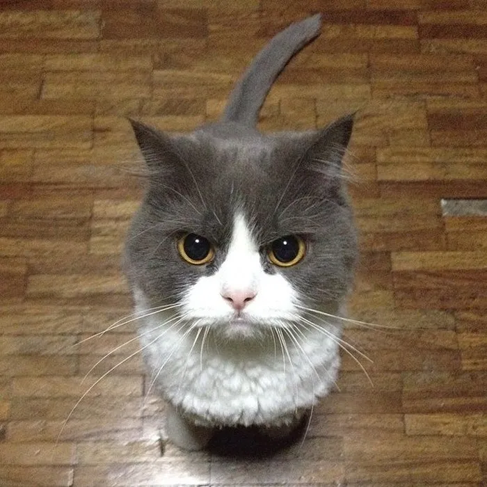 36 Of The Word's Angriest Cats Ever Who Have Had Enough Of Your BS