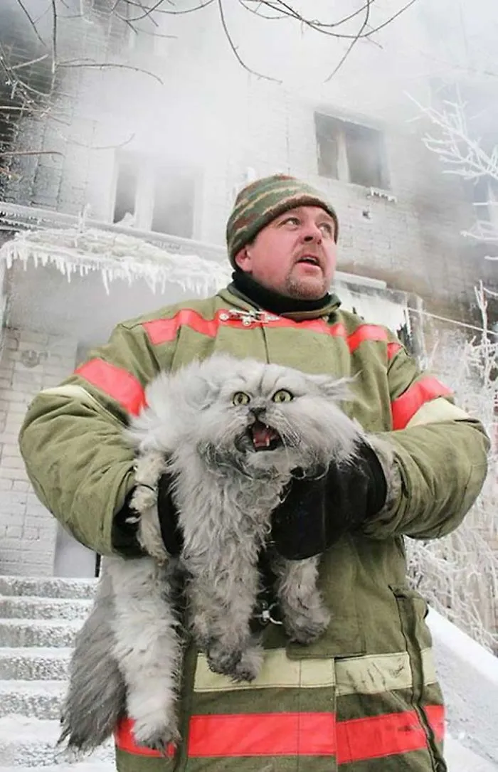 36 Of The Word's Angriest Cats Ever Who Have Had Enough Of Your BS