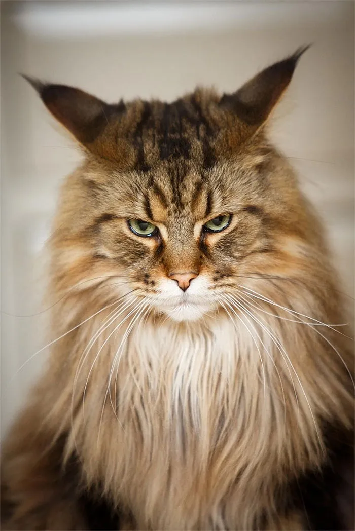 36 Of The Word's Angriest Cats Ever Who Have Had Enough Of Your BS