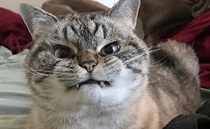 36 Of The Word's Angriest Cats Ever Who Have Had Enough Of Your BS