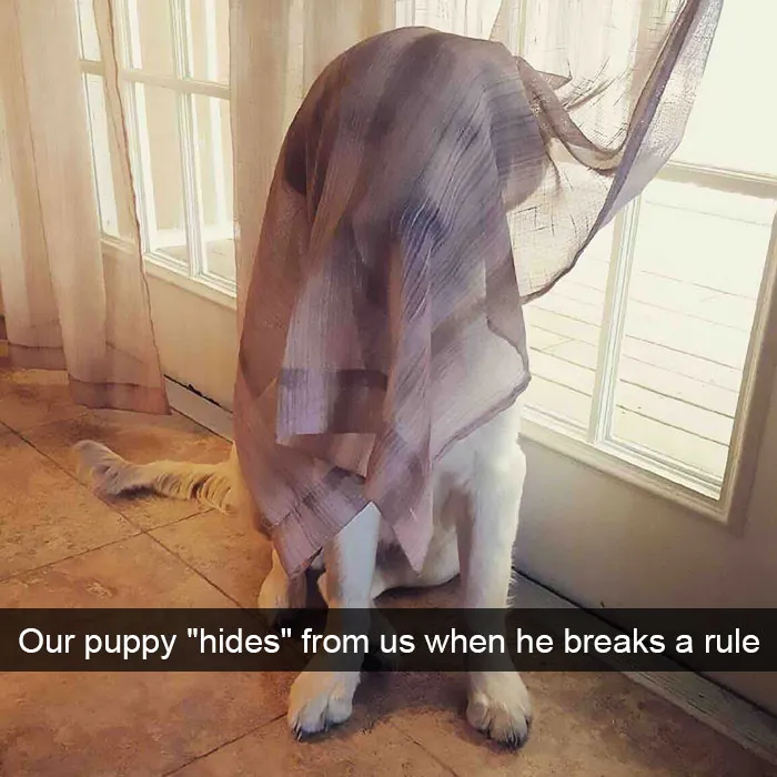 175 Hilarious Animal Snapchats Guaranteed To Make You Laugh Out Loud