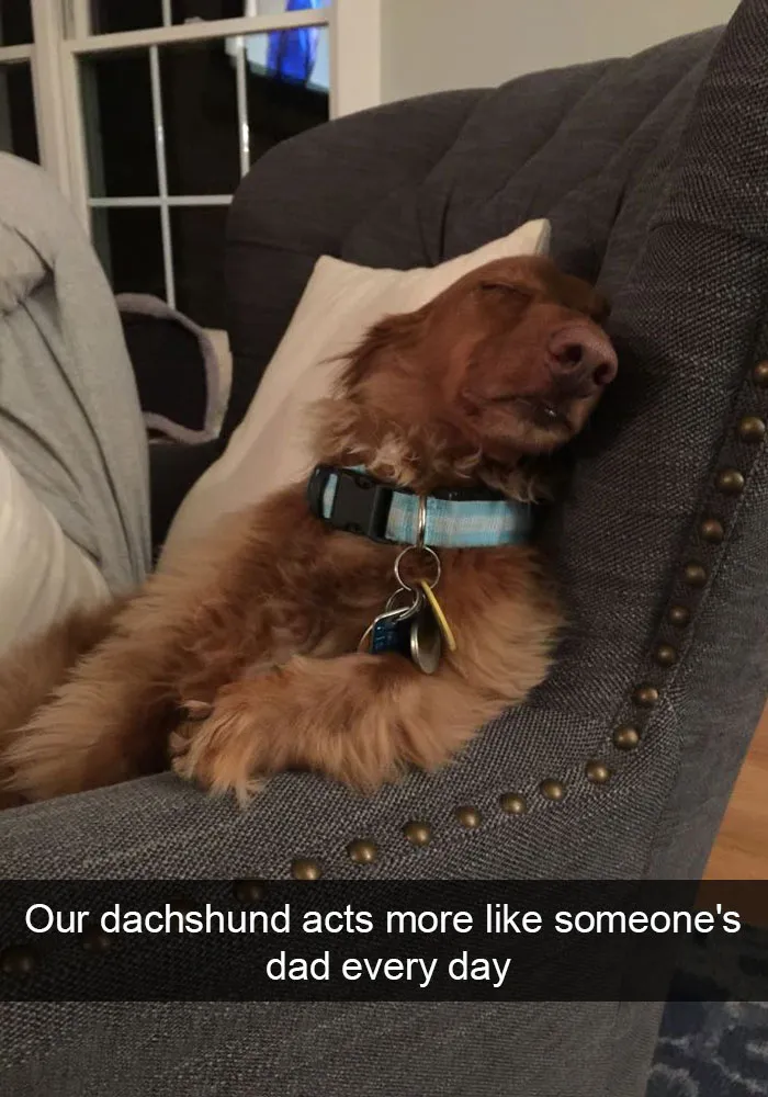 175 Hilarious Animal Snapchats Guaranteed To Make You Laugh Out Loud