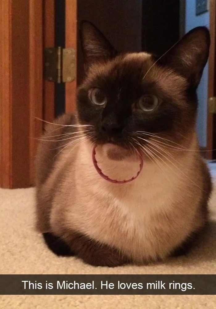 175 Hilarious Animal Snapchats Guaranteed To Make You Laugh Out Loud