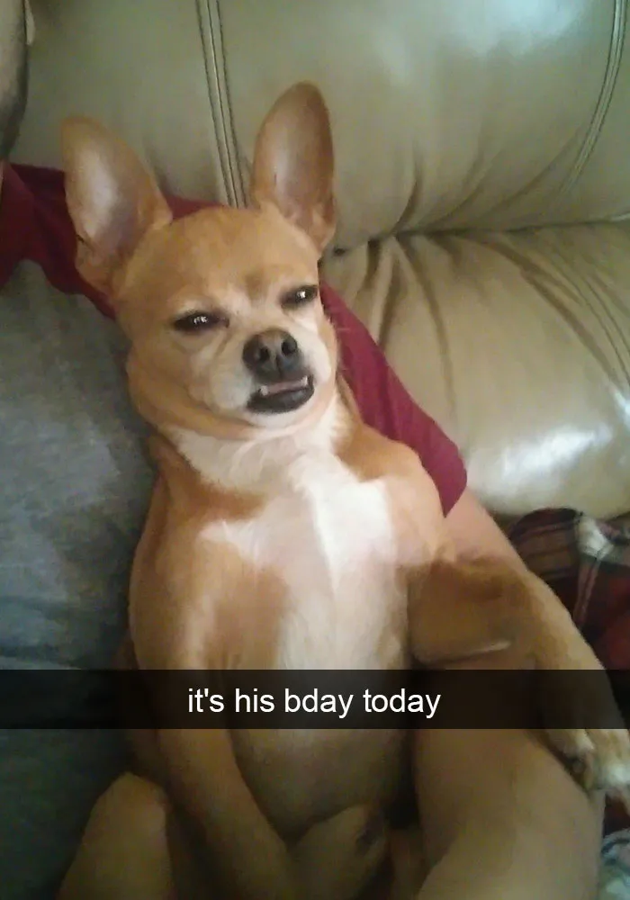 175 Hilarious Animal Snapchats Guaranteed To Make You Laugh Out Loud