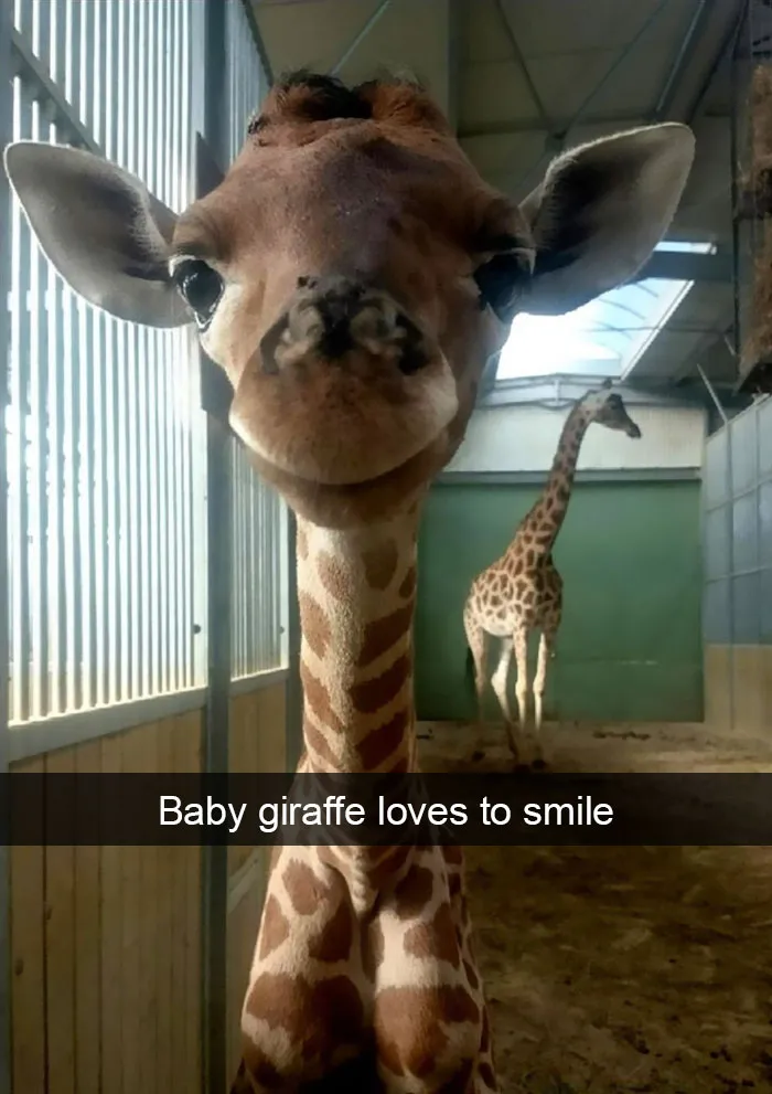 175 Hilarious Animal Snapchats Guaranteed To Make You Laugh Out Loud