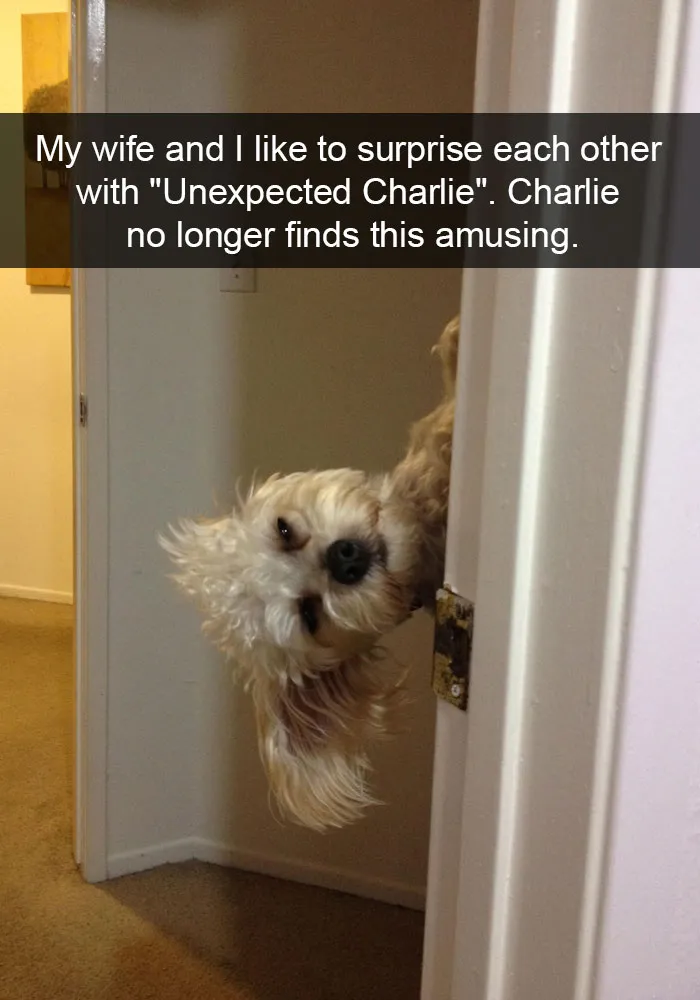 175 Hilarious Animal Snapchats Guaranteed To Make You Laugh Out Loud