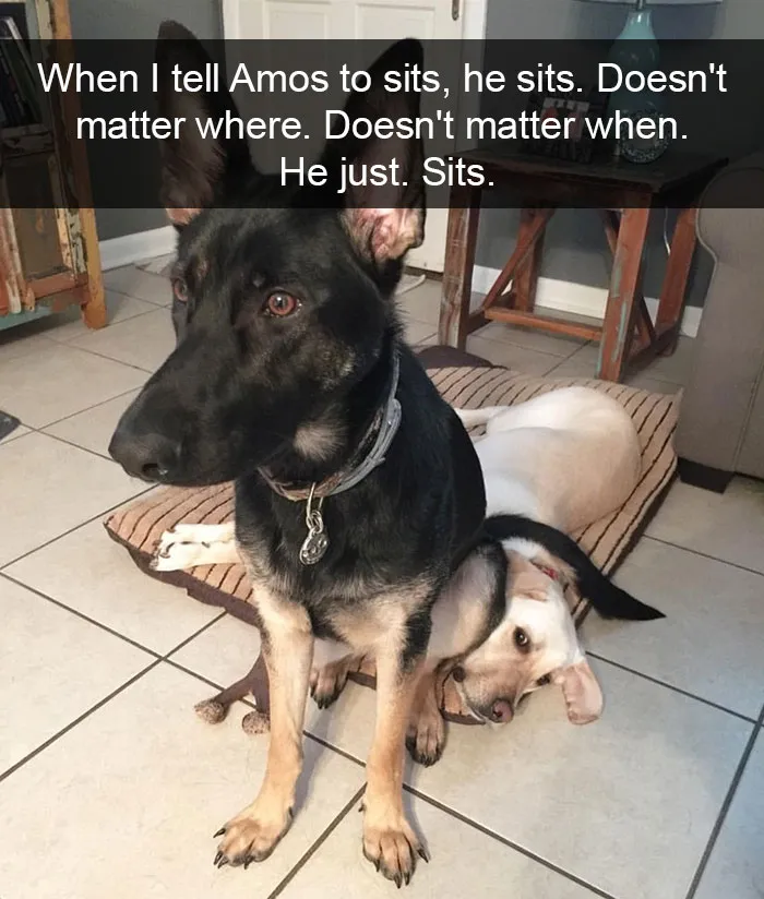 175 Hilarious Animal Snapchats Guaranteed To Make You Laugh Out Loud
