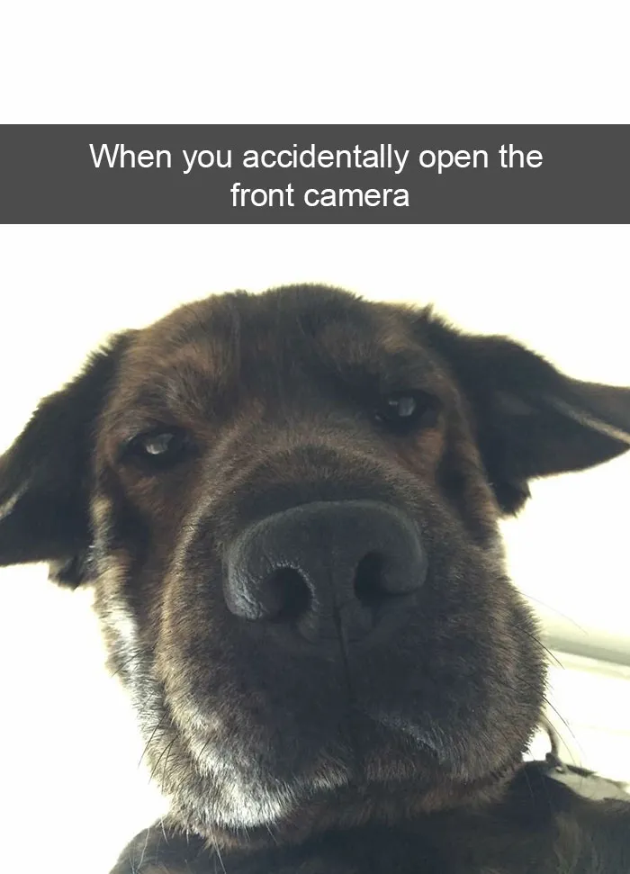 175 Hilarious Animal Snapchats Guaranteed To Make You Laugh Out Loud
