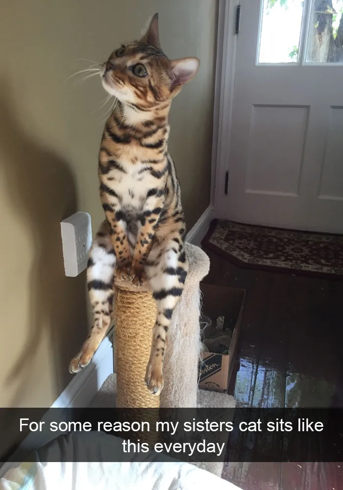 175 Hilarious Animal Snapchats Guaranteed To Make You Laugh Out Loud