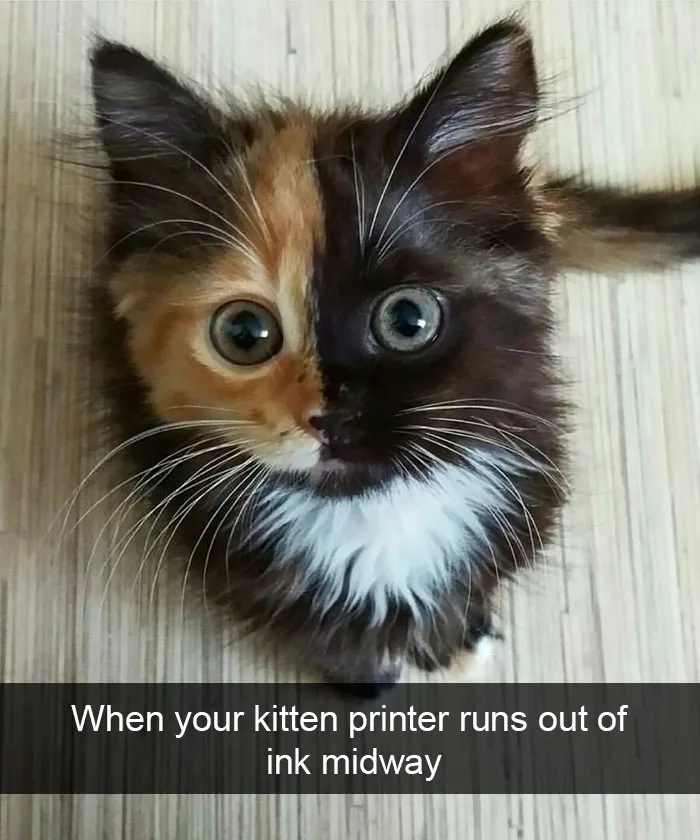175 Hilarious Animal Snapchats Guaranteed To Make You Laugh Out Loud