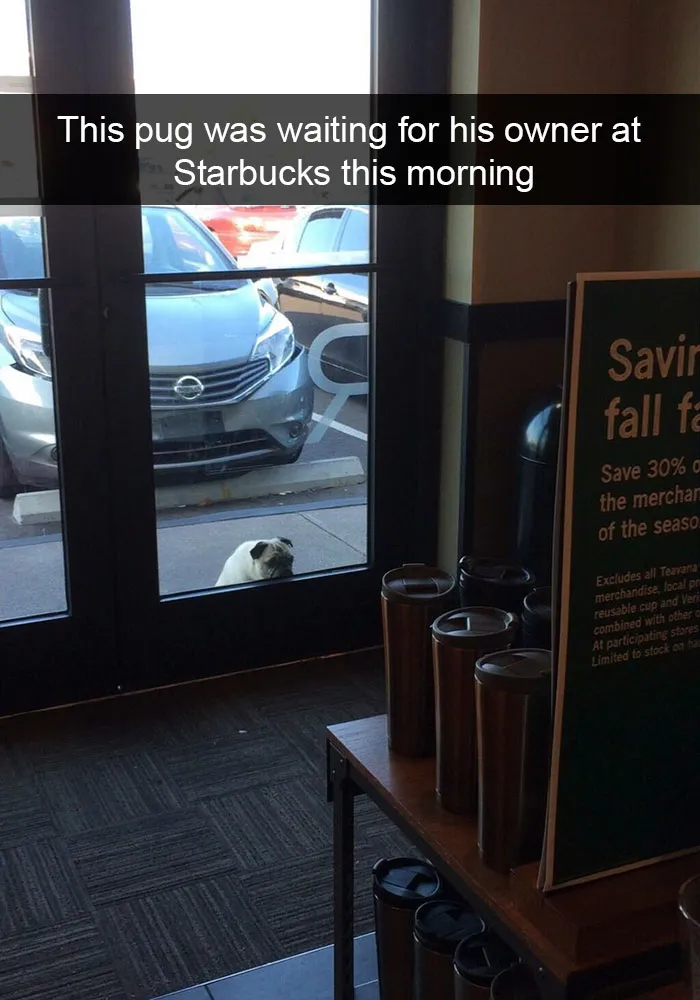 175 Hilarious Animal Snapchats Guaranteed To Make You Laugh Out Loud