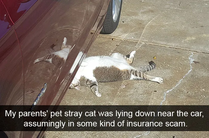 175 Hilarious Animal Snapchats Guaranteed To Make You Laugh Out Loud