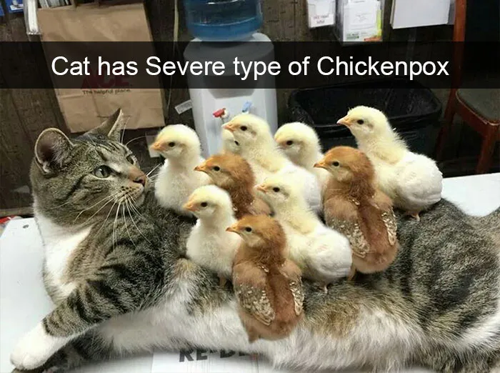 175 Hilarious Animal Snapchats Guaranteed To Make You Laugh Out Loud
