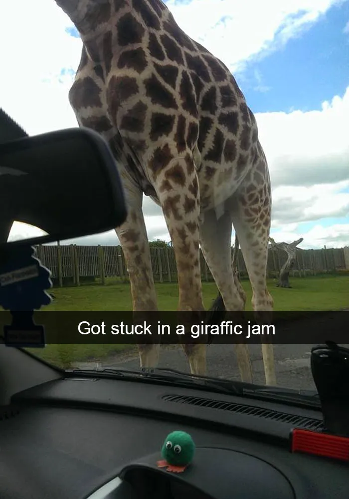 175 Hilarious Animal Snapchats Guaranteed To Make You Laugh Out Loud