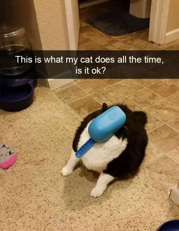 175 Hilarious Animal Snapchats Guaranteed To Make You Laugh Out Loud