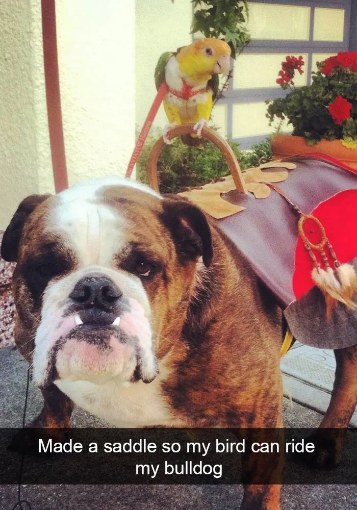175 Hilarious Animal Snapchats Guaranteed To Make You Laugh Out Loud