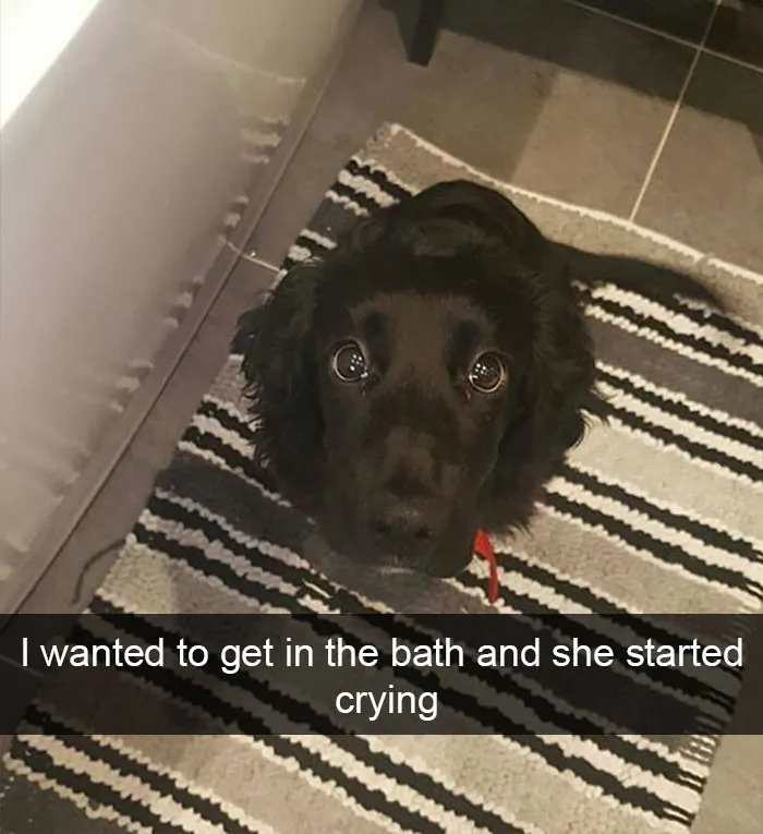 175 Hilarious Animal Snapchats Guaranteed To Make You Laugh Out Loud